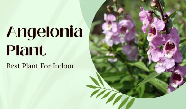 Angelonia Plant Best Plant For Indoor