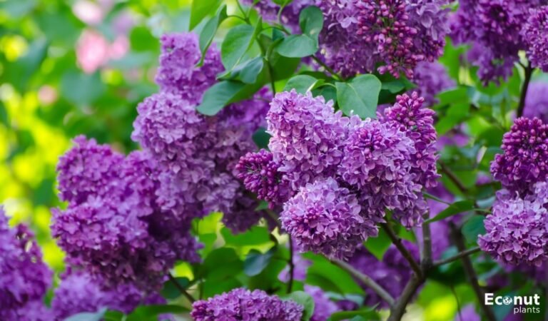 Lilac Varieties Various Lilac Cultivar Types