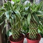 Dracaena sanderiana