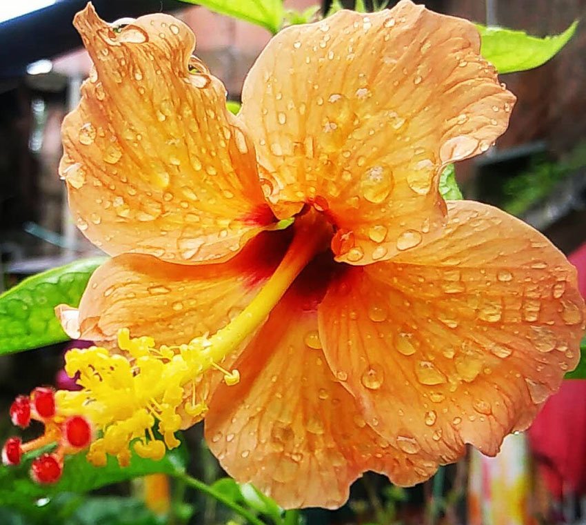 Hibiscus plant care