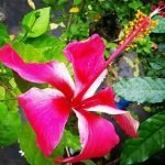 Red rosemallow hibiscus