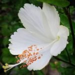 Blue River hibiscus