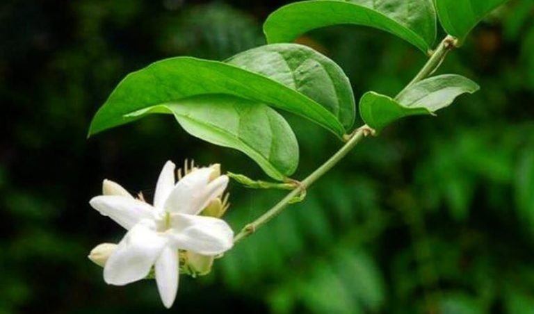 chameli-jasmine-flower-101-what-you-need-to-know-before-growing-one