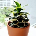 Dracaena Lemon Lime