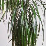 Dracaena marginata