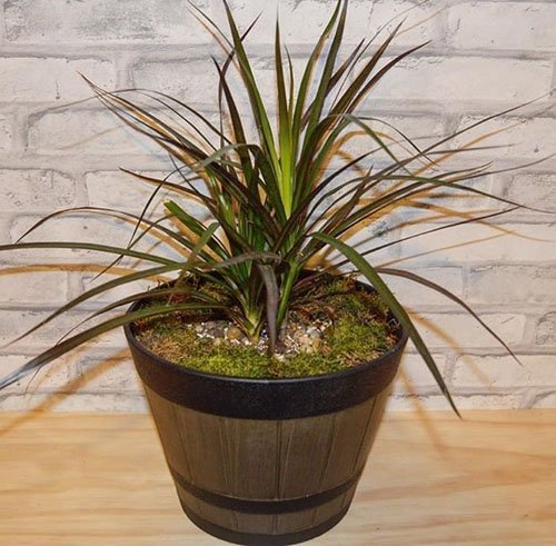 Dracaena tree plant