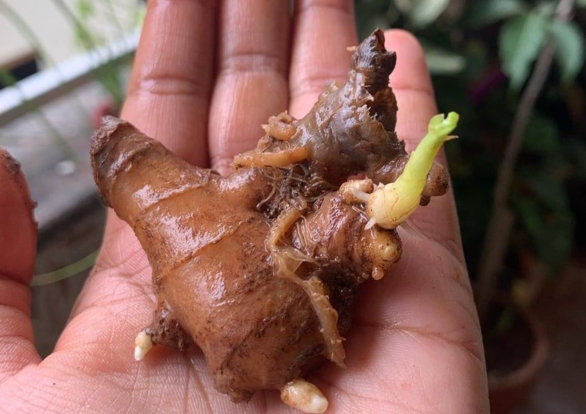 Ginger Plant For Skin And Hair
