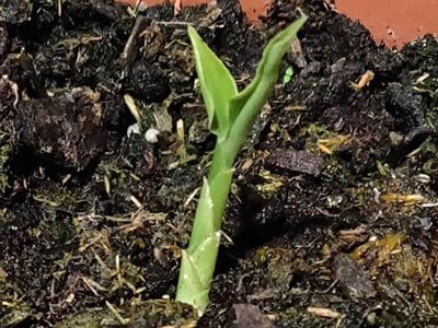 ginger plant growing tips