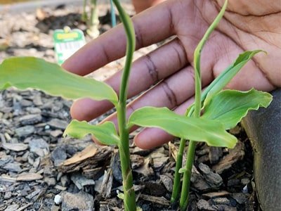 ginger plant growing