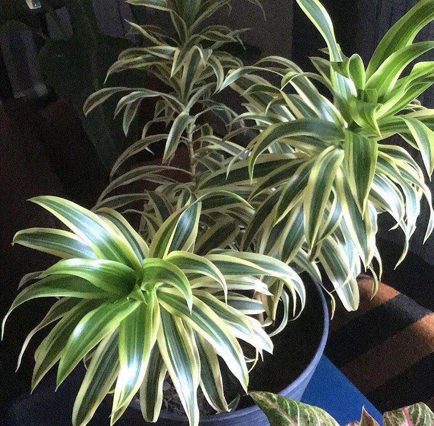 Dracaena growing tips