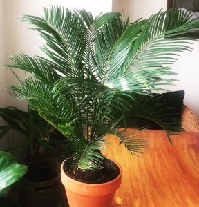 Growing Majesty Palm