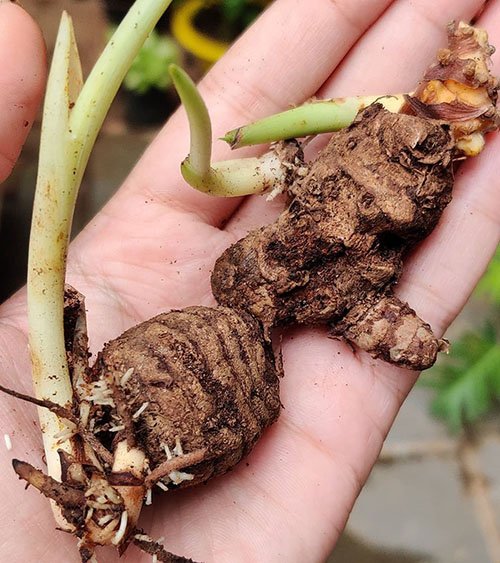 harvesting of curcuma plant