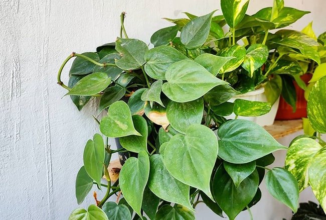 Philodendron Full Guide For Growing And Caring Flowering Plant