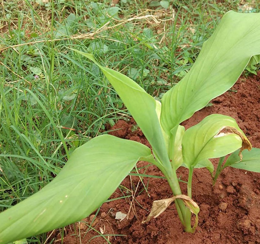 care Turmeric Plant