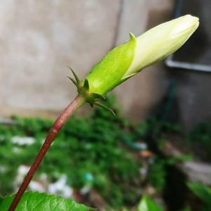 How to grow Hibiscus