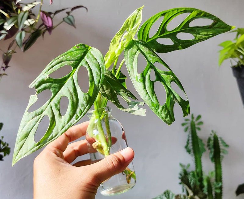 How to grow monstera in the water
