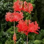 Insect hibiscus