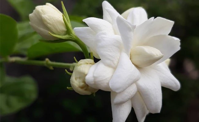  O Que É Uma Flor De Jasmim?