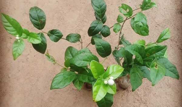 Chameli Flower Plant 101: How to Grow, Types & Care