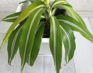 Leaves and flower of dracaena
