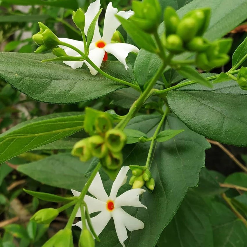 Parijat Tree 101 : Steps To Grow Night-Flowering Jasmin