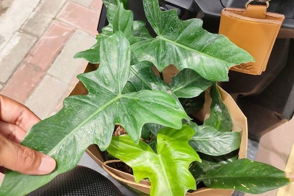 Philodendron care