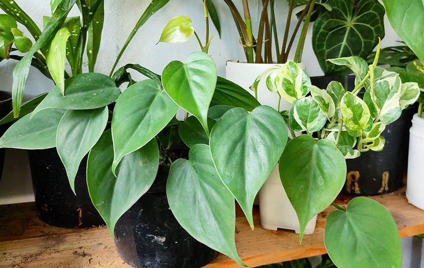 Philodendron grow in water