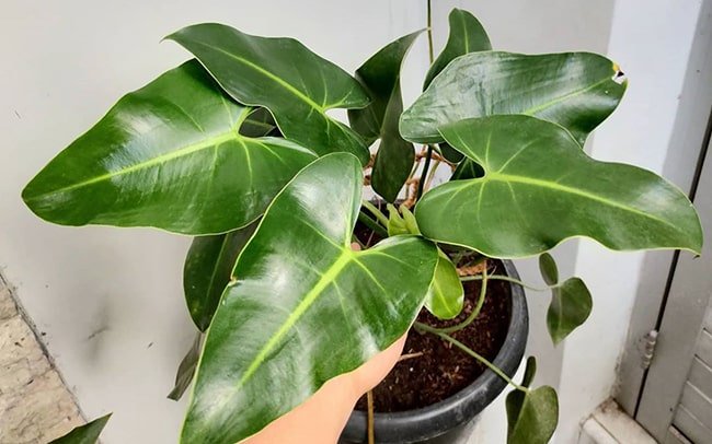 Philodendron plant origin