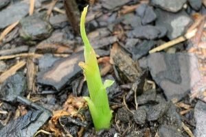 planting ginger plant