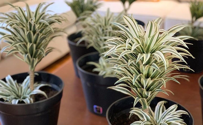 Dracaena Plant 101 : How To Plant And Care Dracaena