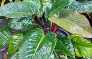 red leaf philodendron