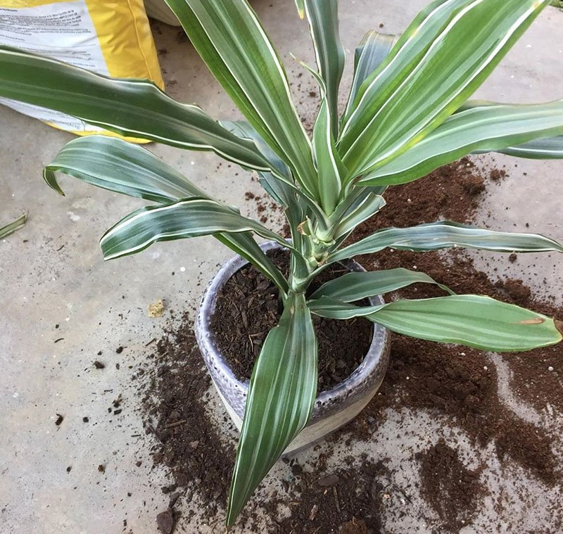 Planting Dracaena