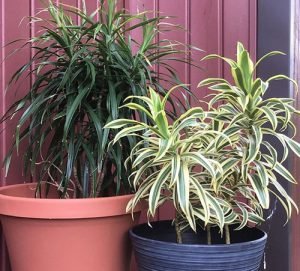 Training need for dracaena