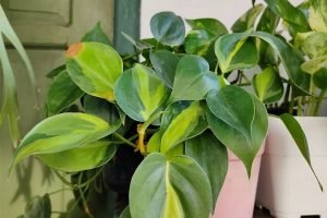 what is philodendron