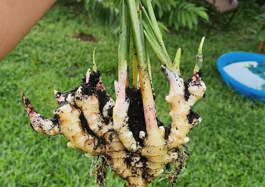 What Is A Ginger Plant?