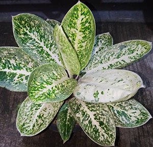 Aglaonema Diamond Bay