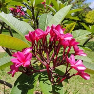 Champa Tree - Guide for Growing & Caring Plumeria