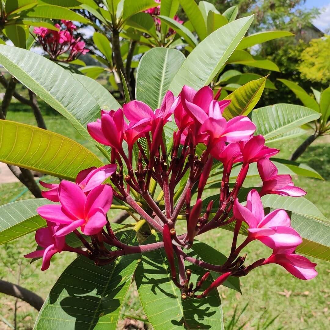 Champa Tree Flowers