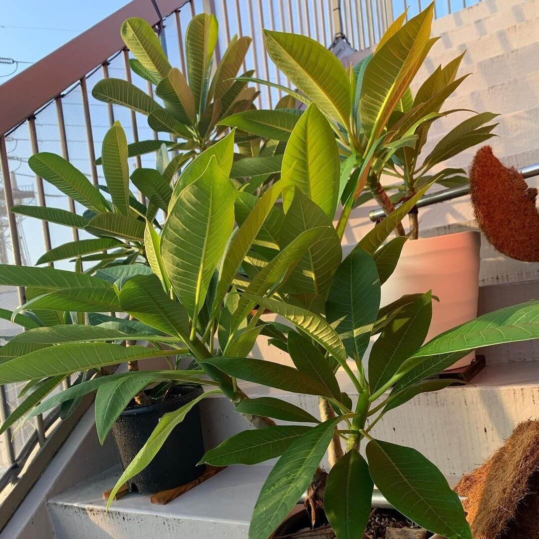 Growing Champa Tree