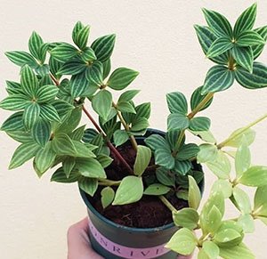 Peperomia nivalis