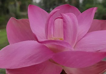 Sacred Pink lotus