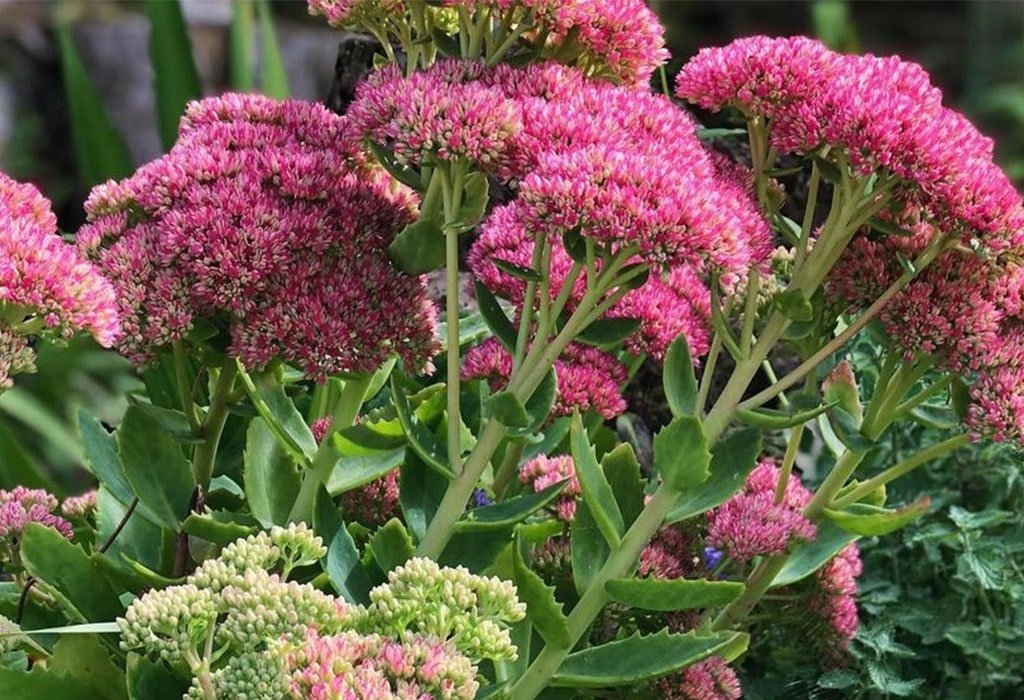 Sedum Leaves and Flowers