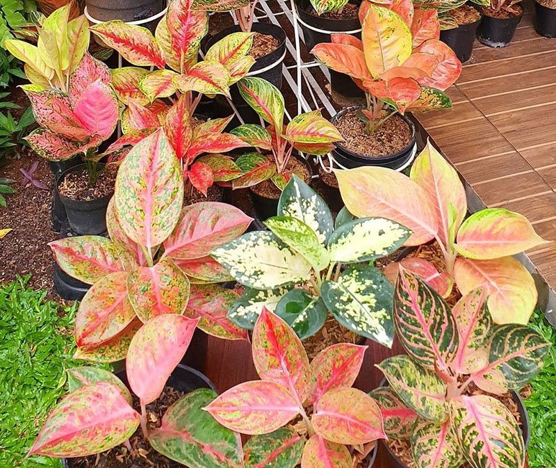 Aglaonema 101 : Propagating & Caring Chinese Evergreen Plant