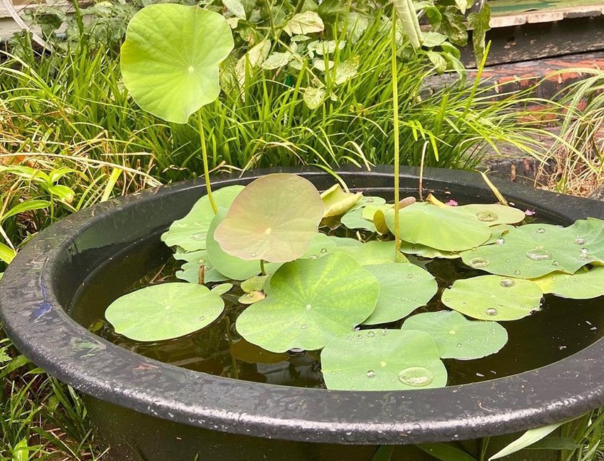 Steps of planting lotus