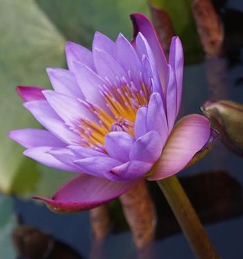 Vietnamese Lotus