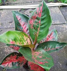 What is aglaonema