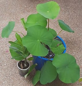 kamal plant on Pot