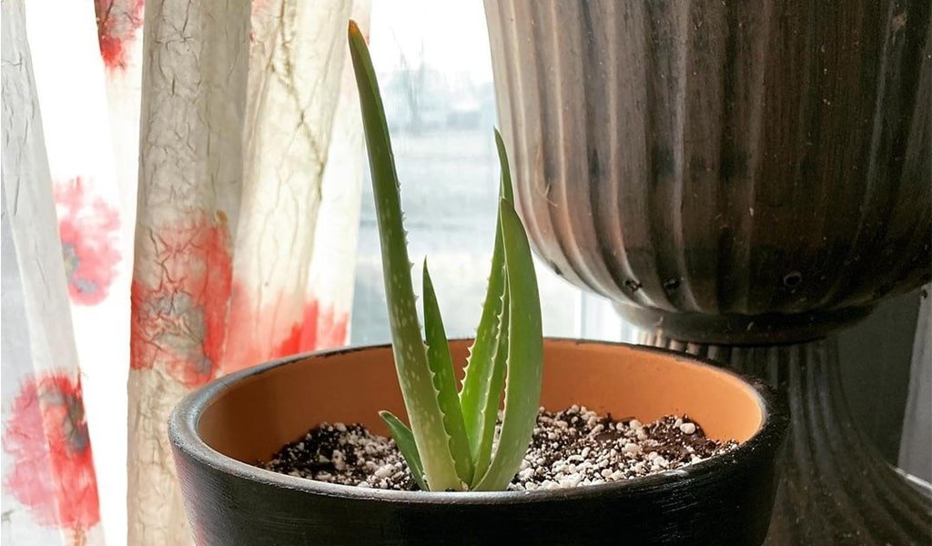 Aloe Vera Plant