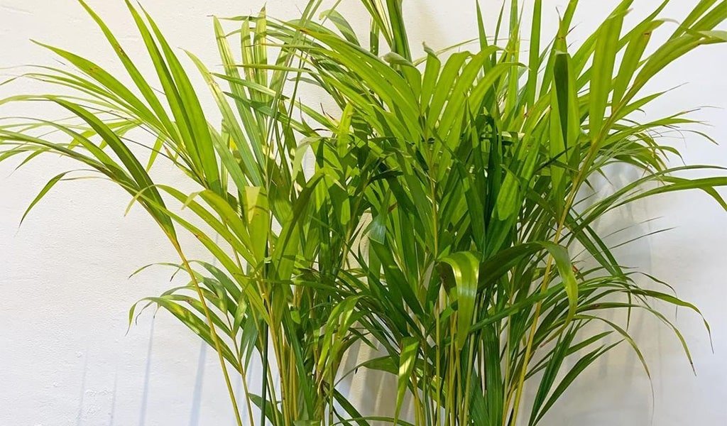 Potted bamboo palm plant