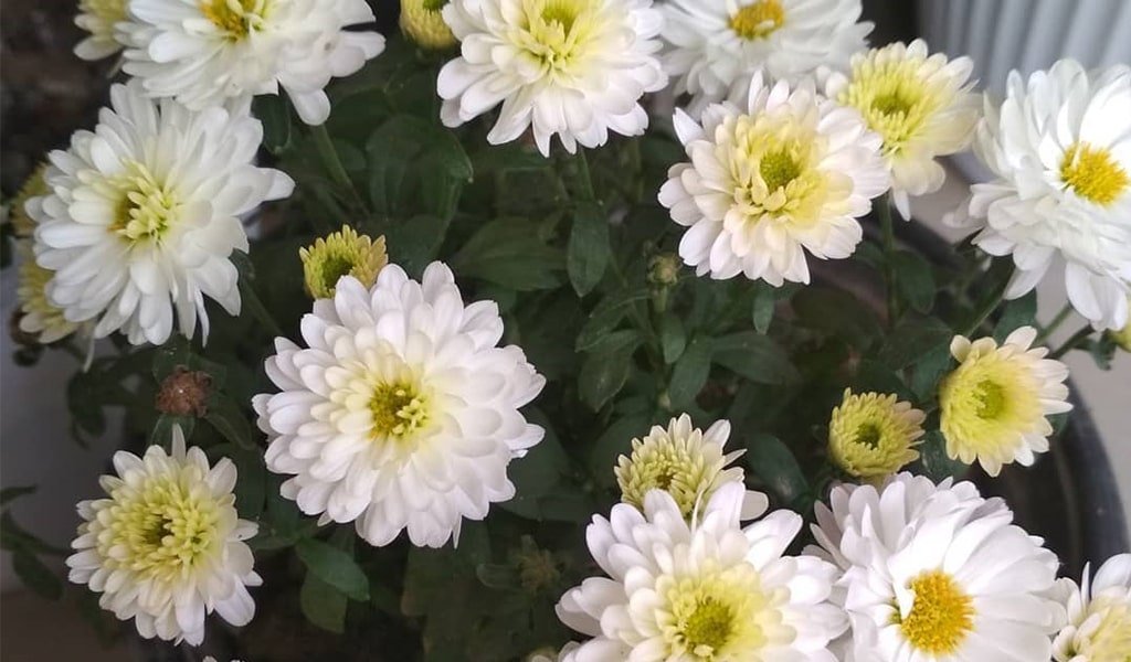 Chrysanthemum Plant